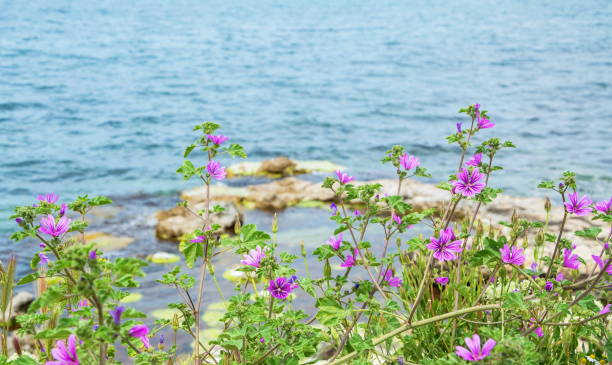 istock on the background of the sea 1415367328