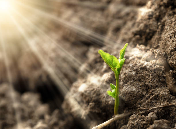 istock Concept of invest or begin a new startup. 1415367421