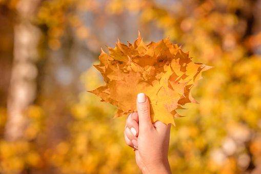 Young woman holding maple leaves in hands on defocused background of autumn leaves. Autumn mood