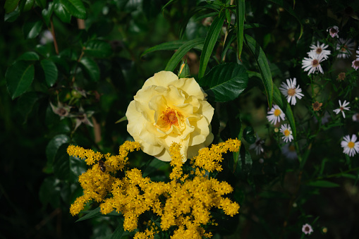 Bright yellow rose in garden