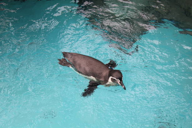 A Humboldt Penguin swimming around in the water