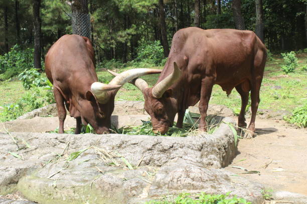 istock ankole watusi eating grass 1415370025