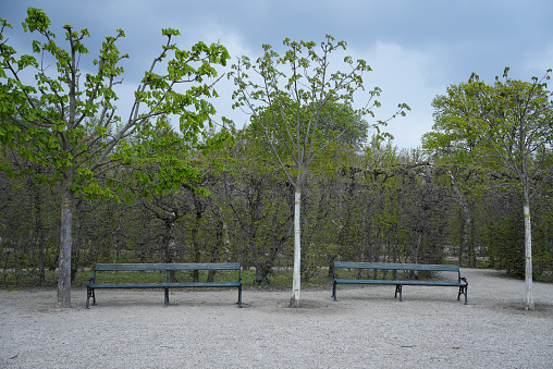 Two empty benches in a beautiful park in spring