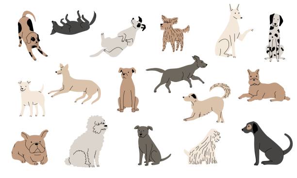 ilustrações, clipart, desenhos animados e ícones de esboço engraçado do cachorro. cachorrinhos adoráveis desenhados à mão, personagens de cães de linha jogando salto sentado, animais de estimação coloridos. coleção isolada vetorial - cão ilustrações