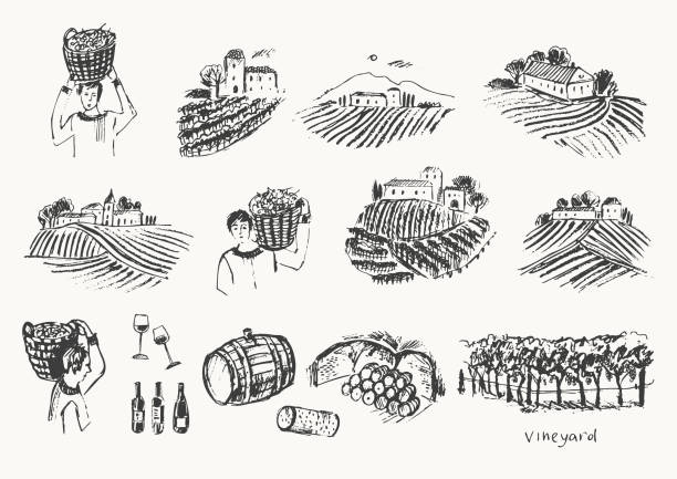 illustrations, cliparts, dessins animés et icônes de croquis de vignoble dessiné à la main. illustration de paysage de champs de plantes de raisin. - winemaking grape harvesting crop