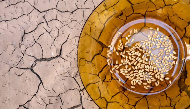 the last food left on the plate. ecological imbalance and thirst. famine and drought people's calamity. failure of cereals and crops. stock photo