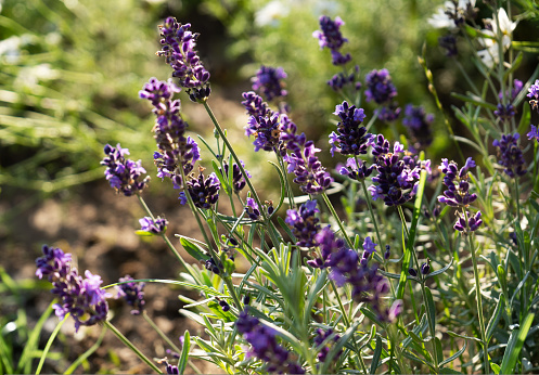 Summer background with bush of fragrant lavender.