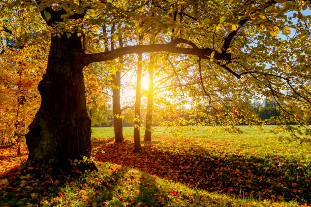 istock Scenic autumn landscape under evening sun 1415376289