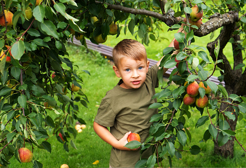 Little blond boy picking pears in the garden. Autumn harvest of fruits.