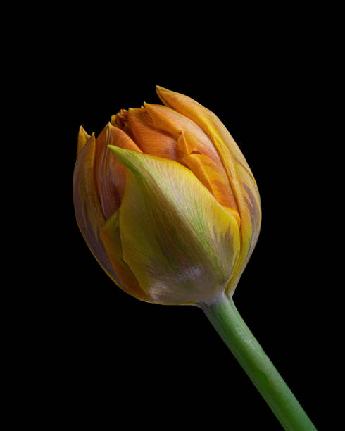 istock Yellow-orange tulip with green stem isolated on black background. 1415376547
