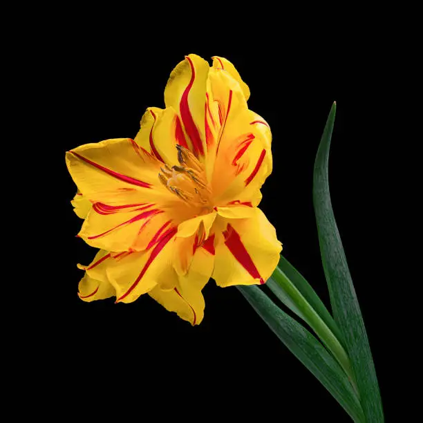 Beautiful yellow-red tulip with green stem and leaves isolated on black background. Yellow pollen, stamen and pistil. Studio photography.