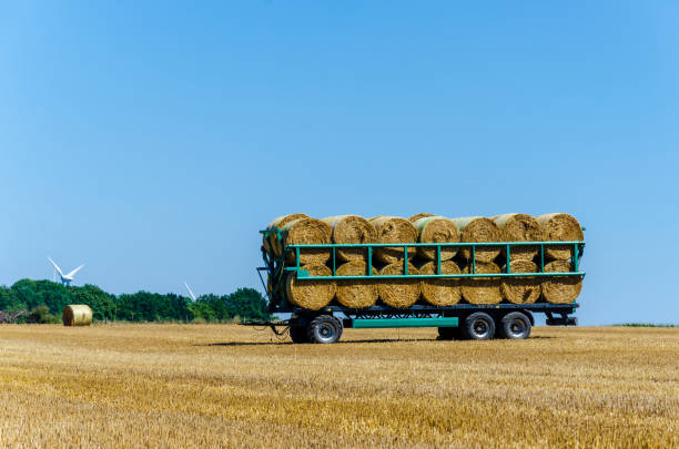 istock Rolled up bales of hay ready for transportation 1415376765