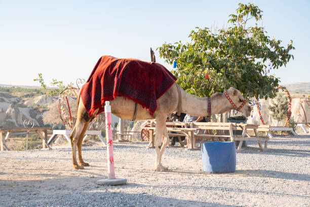 Cappadocia, Turkey - August 15 2022 : Camel safari for tourists in Cappadocia. Camels rides around beautiful valleys and rock formations in central Cappadocia.