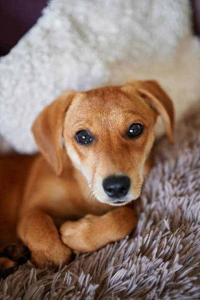 istock Cute ginger dachshund puppy resting on a bed looking at camera 1415381219