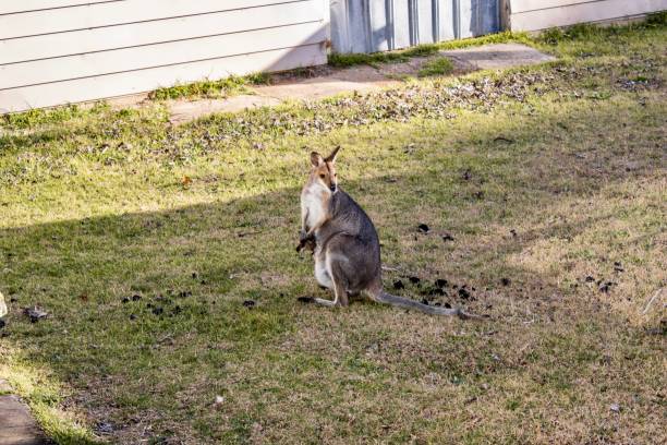kangourou avec un bébé joey - joey kangaroo young animal feeding photos et images de collection