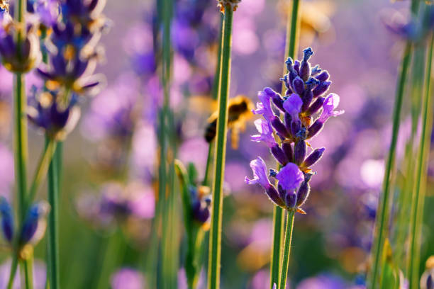Beautiful lavender flowers close up photo on a field