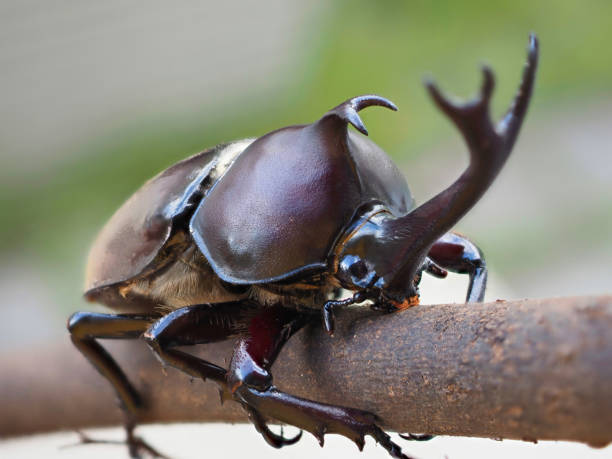istock Japanese rhinoceros beetle 1415384537