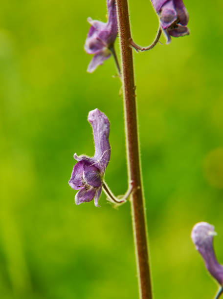 istock Aconitum lycoctonum 1415384767