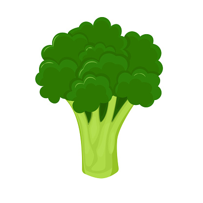 Broccoli isolated on white background. Fresh broccoli in flat style.