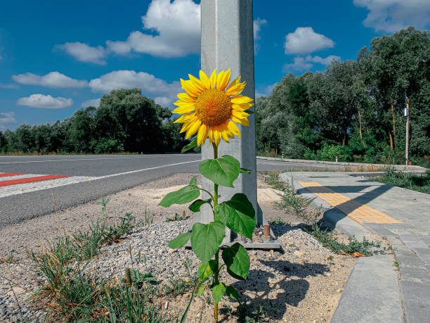 istock sunflower flower grows at the crossroads 1415385225