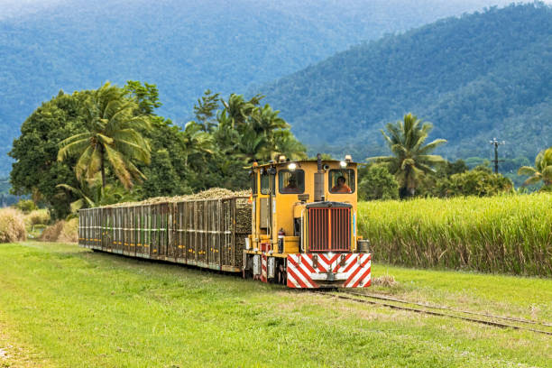Silkwood, Australia - Aug 3, 2022: A pair of South Johnstone Mill's small 0-6-0 diesel locomotives transporting a load of cut sugar cane to the mill for processing on narrow 2' (610mm) gauge track. Seen passing through lush tropical landscape on a typical overcast day: sugar cane plantation, palm trees, tropical hills.