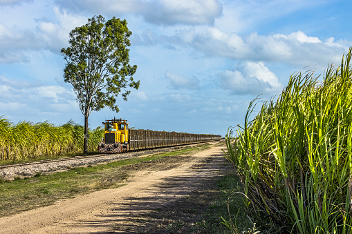 Brandon, Australia - July 31, 2022:  Sugar cane plantations on both sides of a small single diesel loco hauling a long rake of loaded cane bins heading to Pioneer Mill in Far North Queensland.