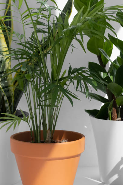 istock Home plants in different pots on a white background: hamedorea or areca palm, sansevieria, zamiokulkas. The concept of caring for domestic plants. Indoor plants in a modern interior. 1415388174