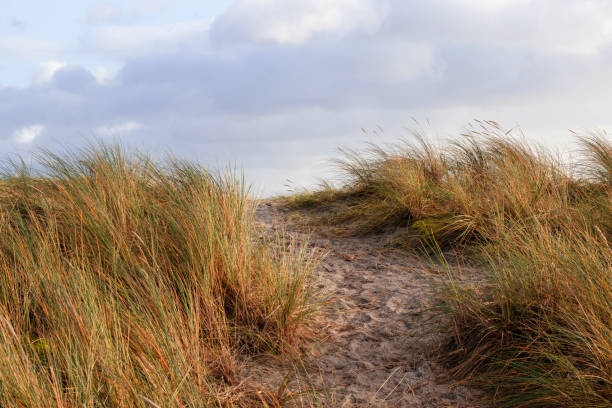 istock Sand dunes with dried grass against a sky with clouds. 1415388315