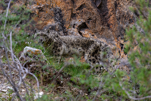 A wild female snow leopard in Qinghai Province, China