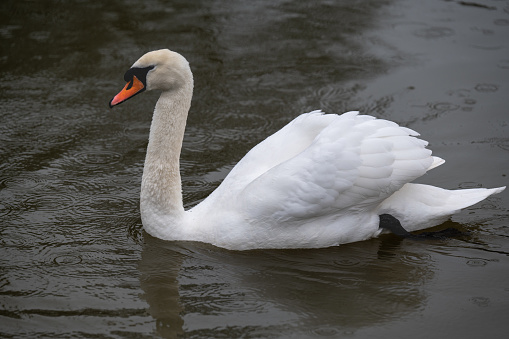 A beautiful elegant Adult Swan swimming on lake.