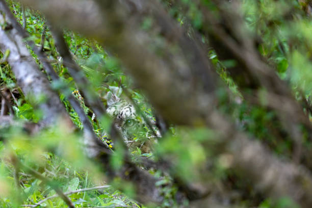 istock A wild, female snow leopard in the bushes 1415389824