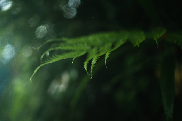 water droplets on rainy day