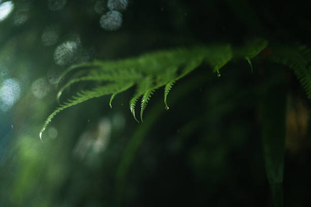 istock rain and leaves,water droplets on rainy day 1415390065