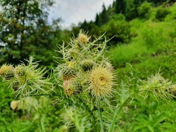 istock Beautiful flowers of Kashmir 1415391451