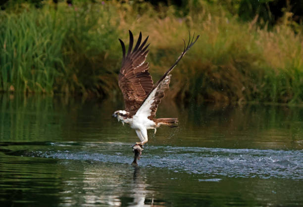 istock Osprey diving for fish at a small lake 1415392722