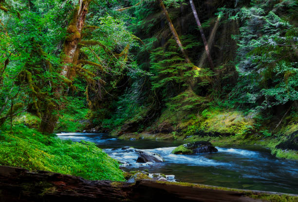 Hiking along The Salmon River, Mt. Hood National Forest, Oregon