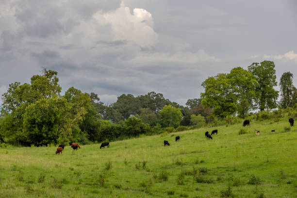 istock Cattle grazing on a hillside pasture under cloudy skies 1415394140