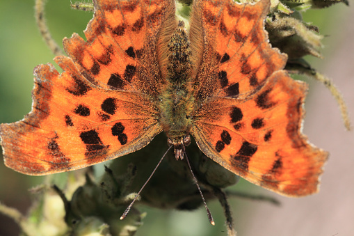 Comma butterfly with open wings from above