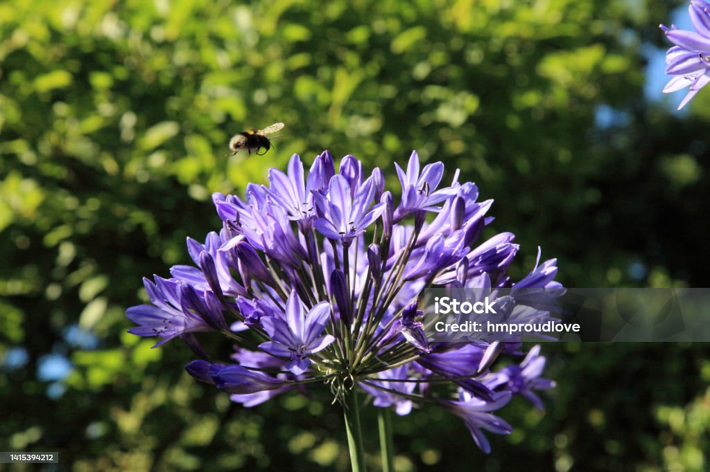 Flying bee and agapanthus Blue Agapanthus flower and flying bee with green background African Lily Stock Photo