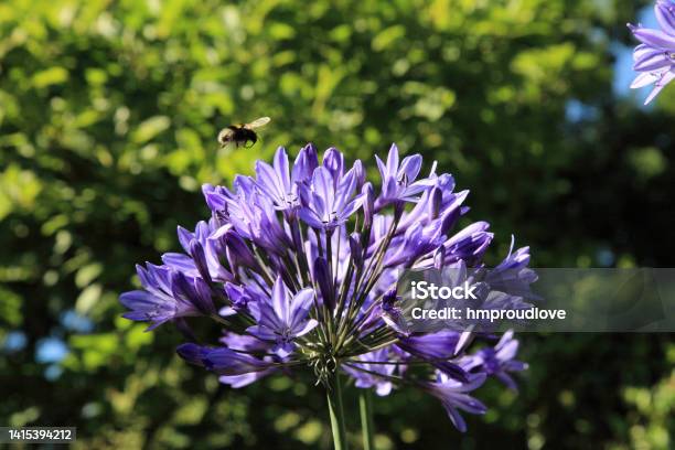 Flying Bee And Agapanthus Stock Photo - Download Image Now - African Lily, Beauty In Nature, Bee