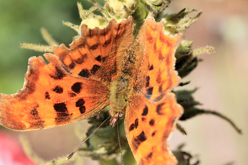 Beautiful comma butterfly from above.
