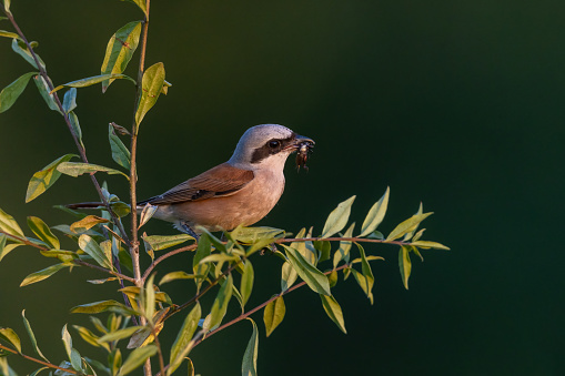 Male red-backed shrike (Lanius collurio) with killed field cricket perching on a shrub.