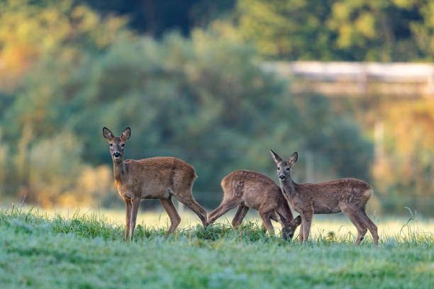 istock Doe with two fawn 1415395453