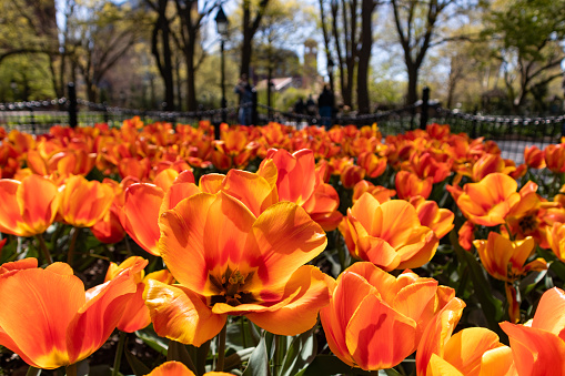 A beautiful closeup of a garden of orange tulips at Washington Square Park in Greenwich Village of New York City during the spring