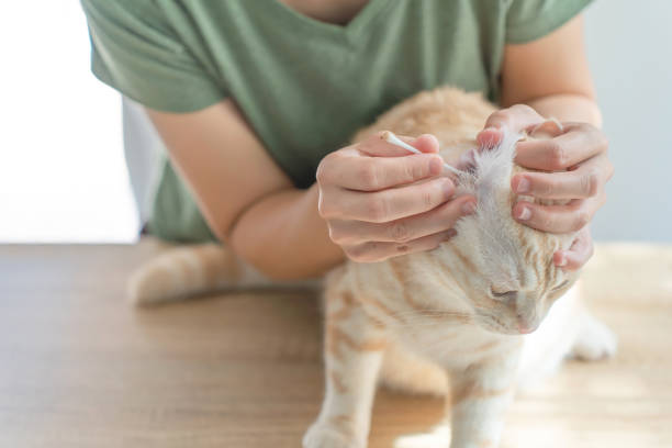 istock Hand women use cotton clean cat ear. 1415396438