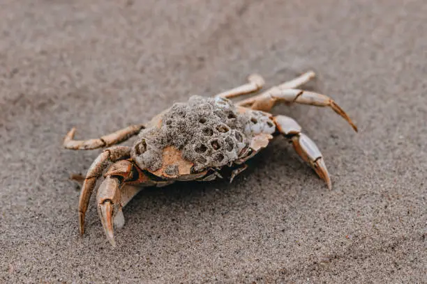 Photo of crab on sand