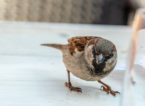 istock Sparrow standing on the wooden table 1415398131