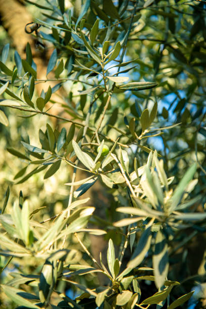 istock The image of green olive-tree leaves. The image is suitable for the background. 1415398213
