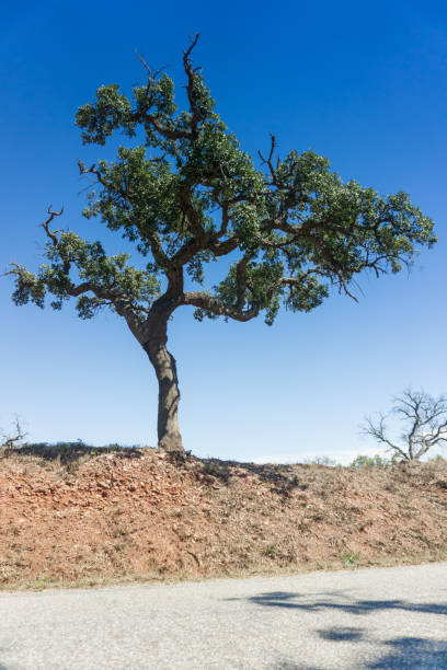 Quercus robur - English oak - Acorn of the pedunculate oak tree - horizontal