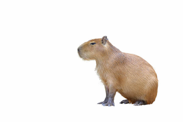 capybara isoliert auf weißem hintergrund. - wasserschwein stock-fotos und bilder